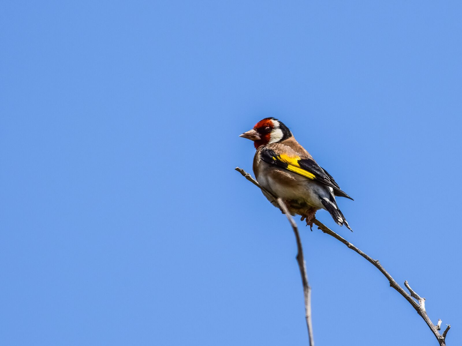 Nikon D3300 sample photo. European goldfinch, bird, nature photography