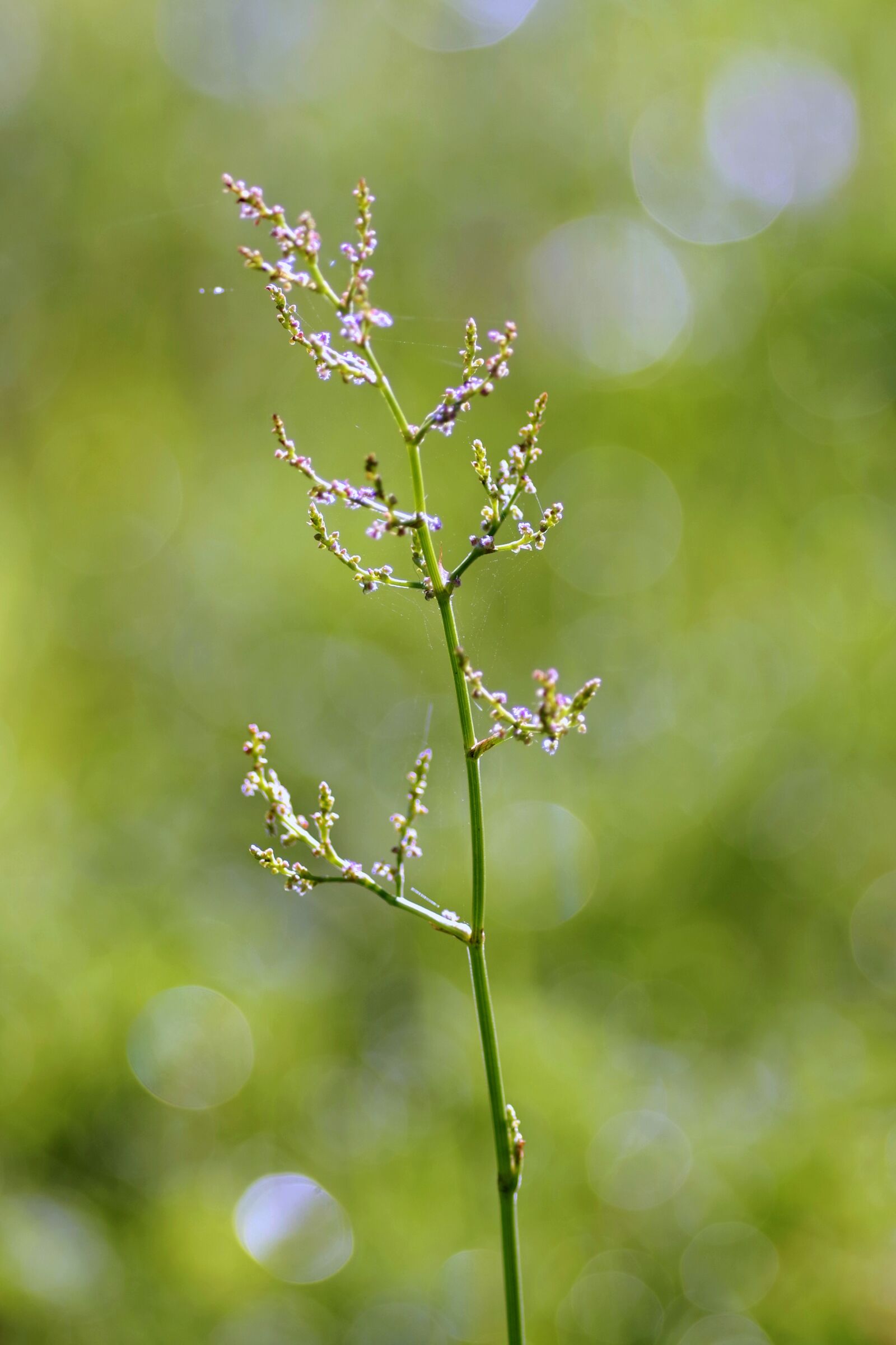 Pentax K-S2 sample photo. Sprig, weed, green photography