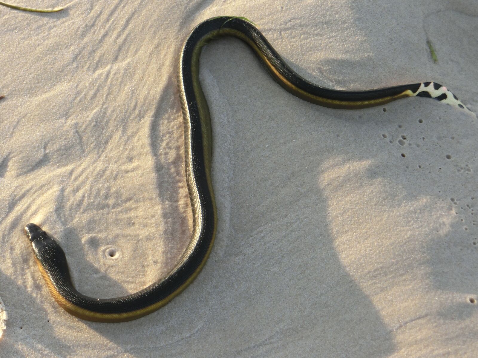 CASIO EX-ZR850 sample photo. Sea-snake, venomous, dangerous photography