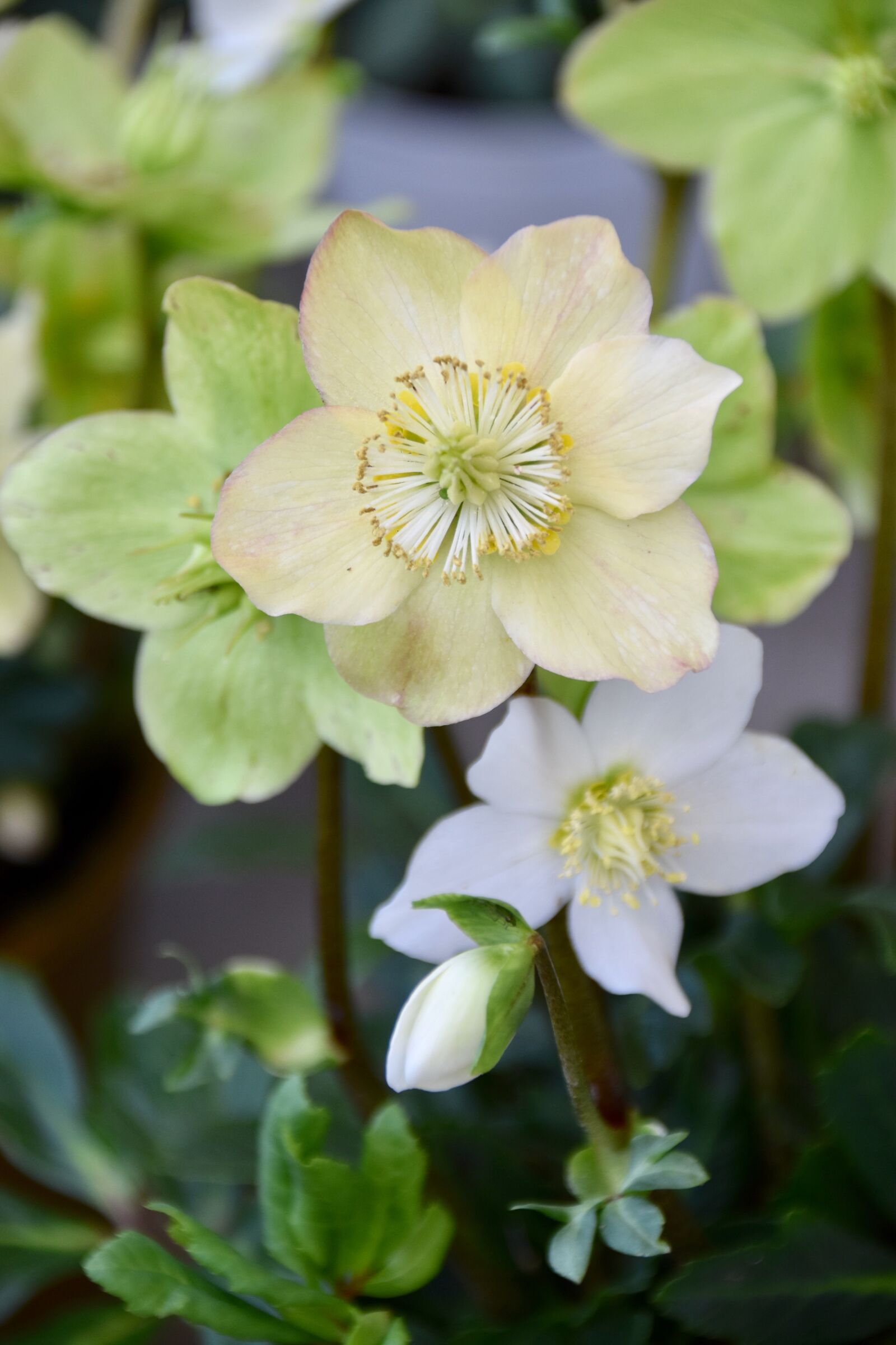Nikon D5600 sample photo. Flower, flower helleborus niger photography