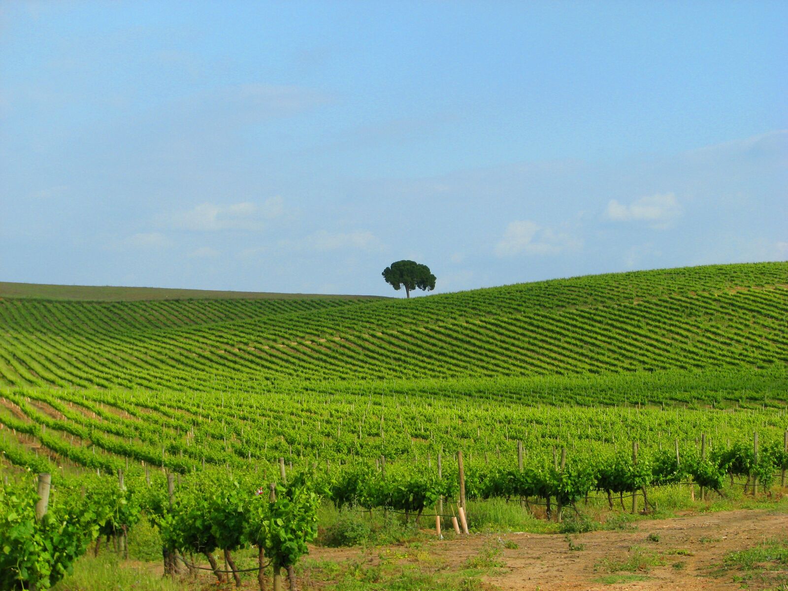 Canon POWERSHOT S5 IS sample photo. Wine, winery, uva photography