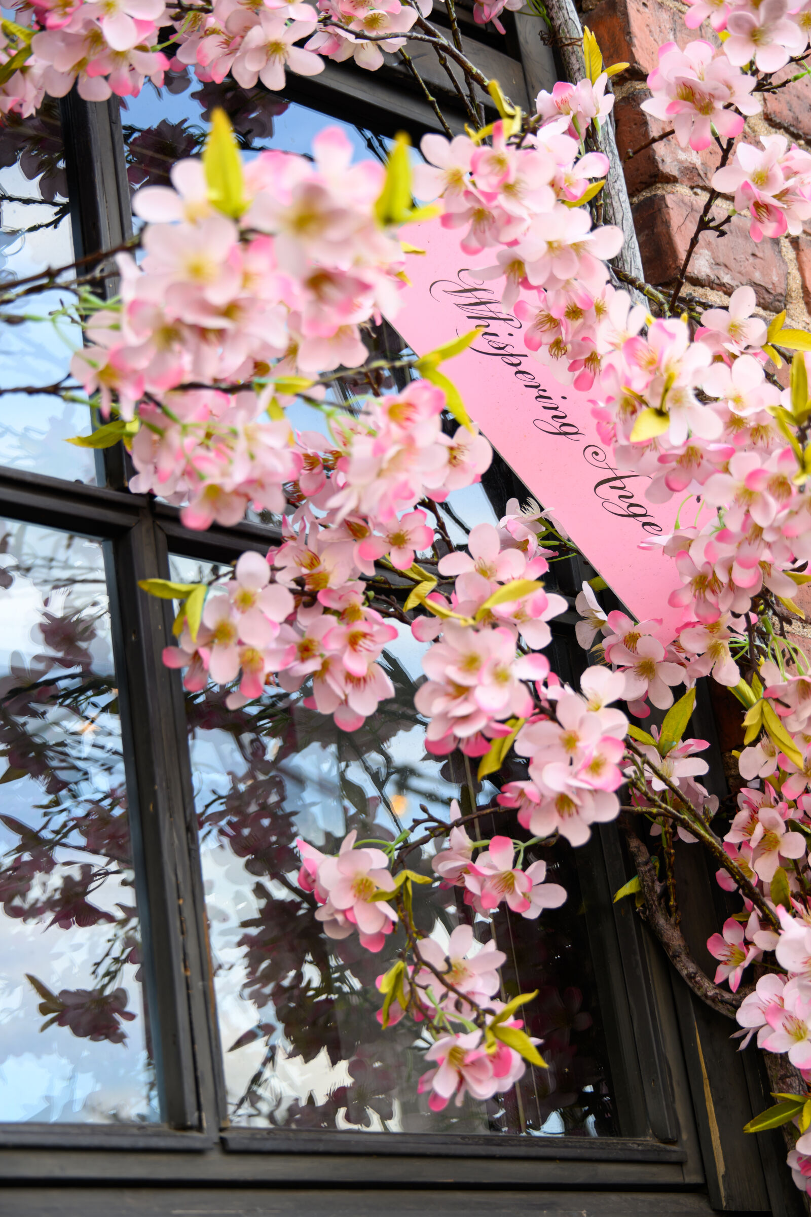 Nikon Z8 sample photo. Flower window photography