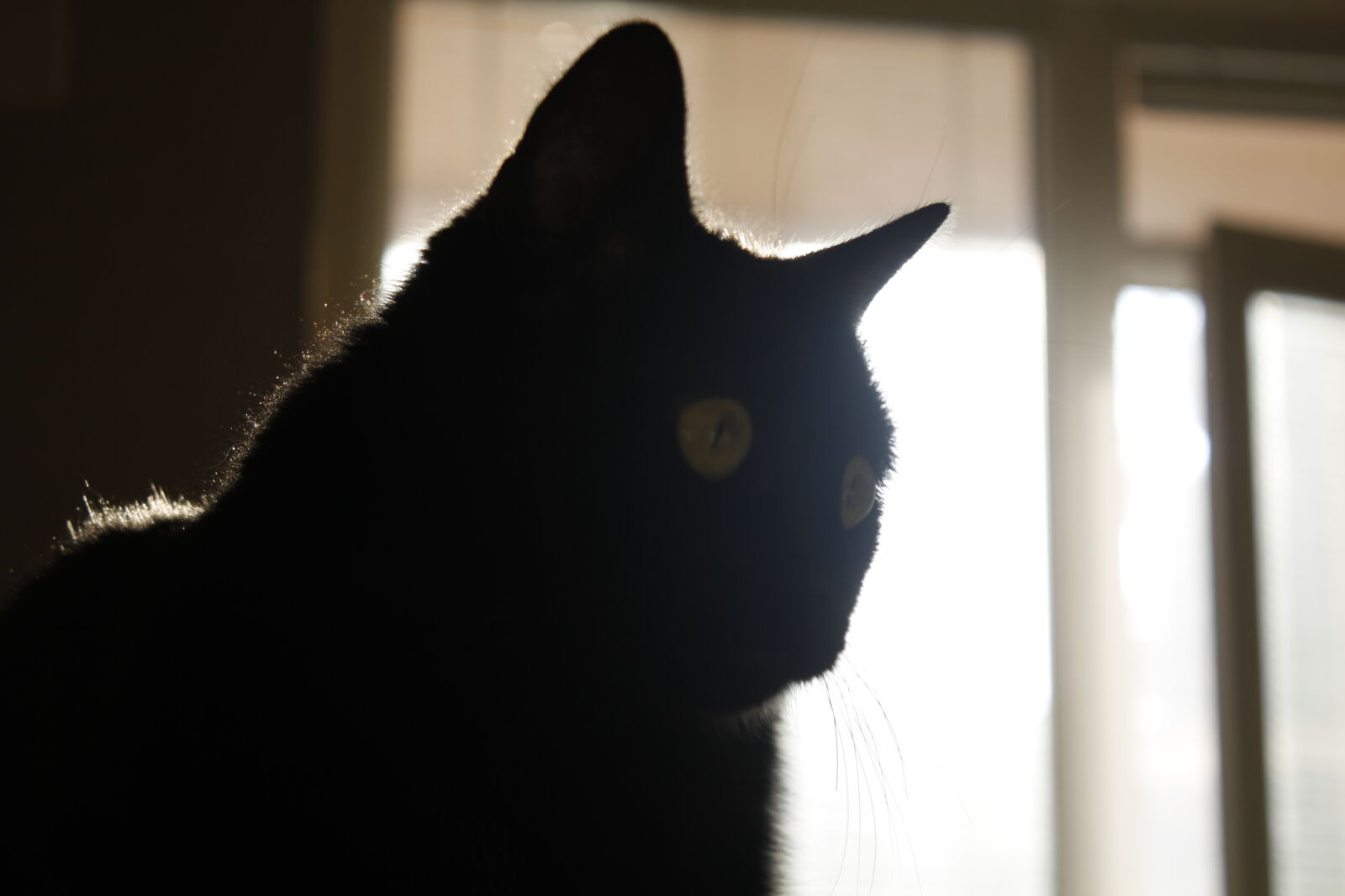 Canon EOS 600D (Rebel EOS T3i / EOS Kiss X5) sample photo. Cat, indoor, pet, sunlight photography