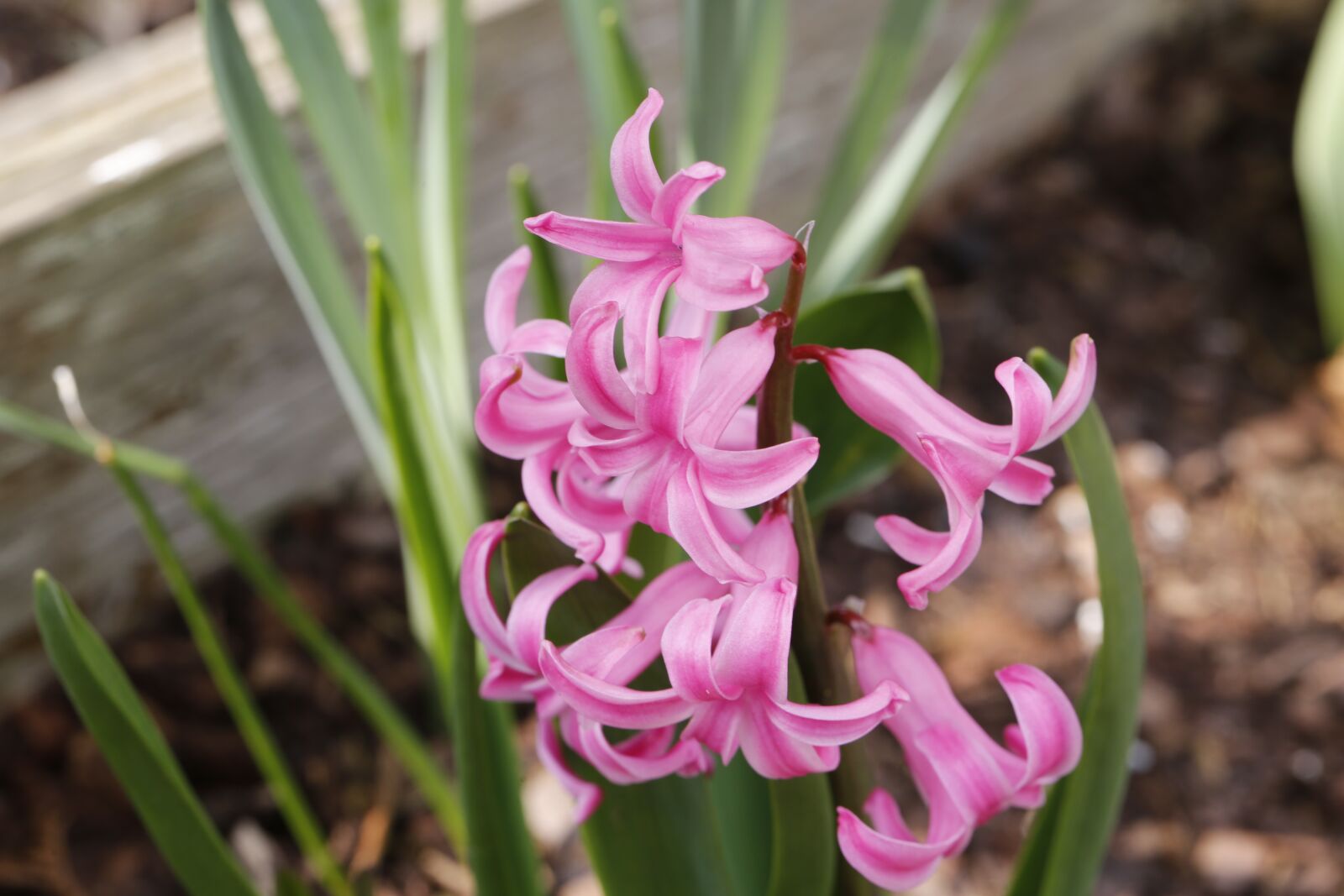 Canon EF 100mm F2.8L Macro IS USM sample photo. Flower, spring, nature photography