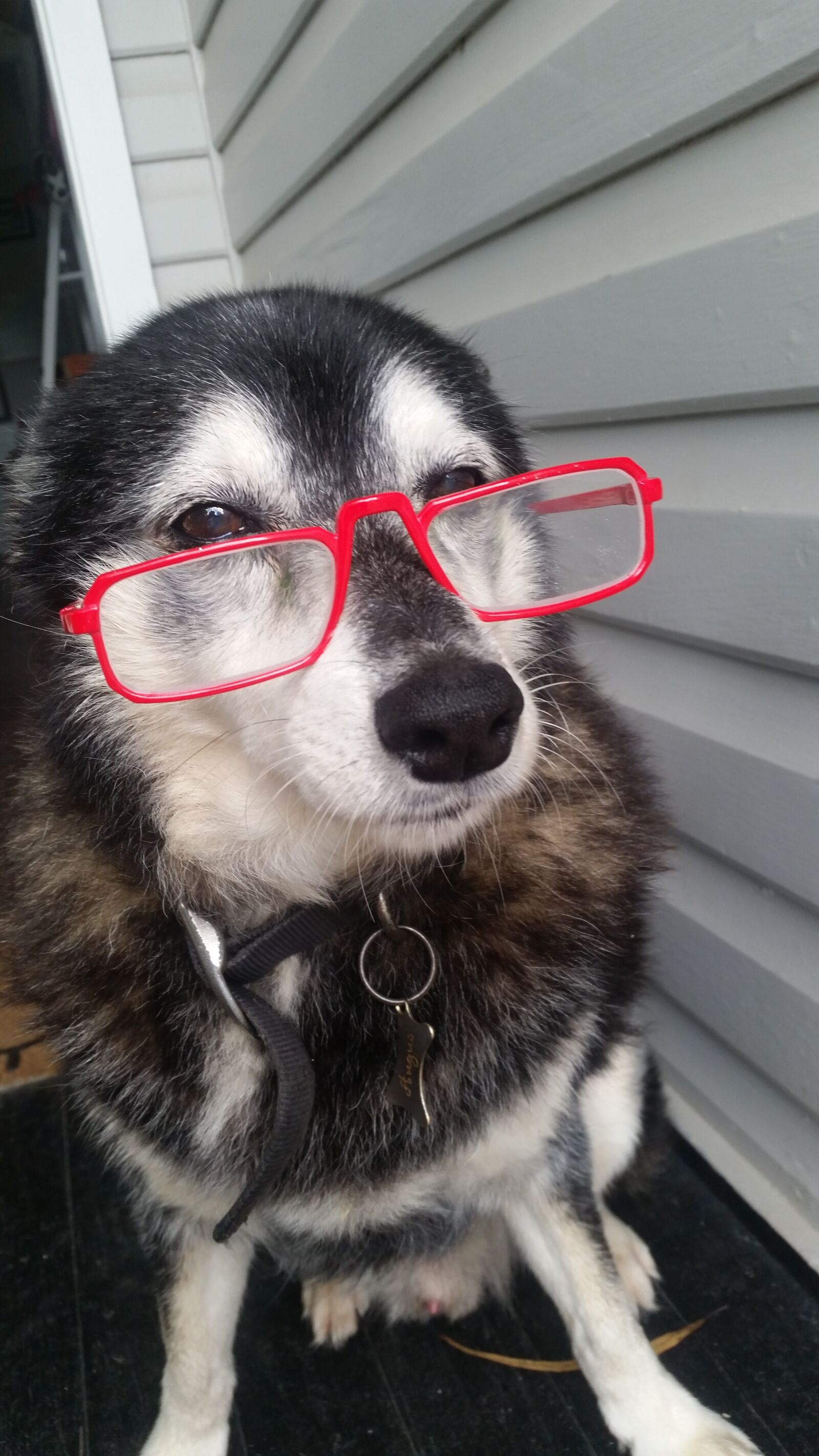 Samsung Galaxy S5 sample photo. Animals, cute, cute, animals photography