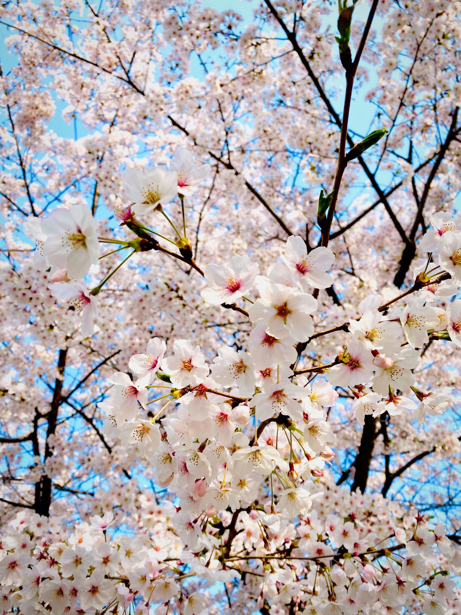 Apple iPhone 11 sample photo. Cherry blossom, tree, wood photography