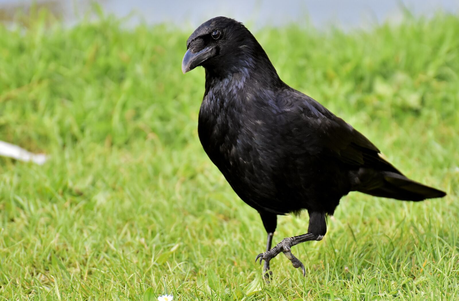 Nikon D7200 sample photo. Crow, raven bird, raven photography