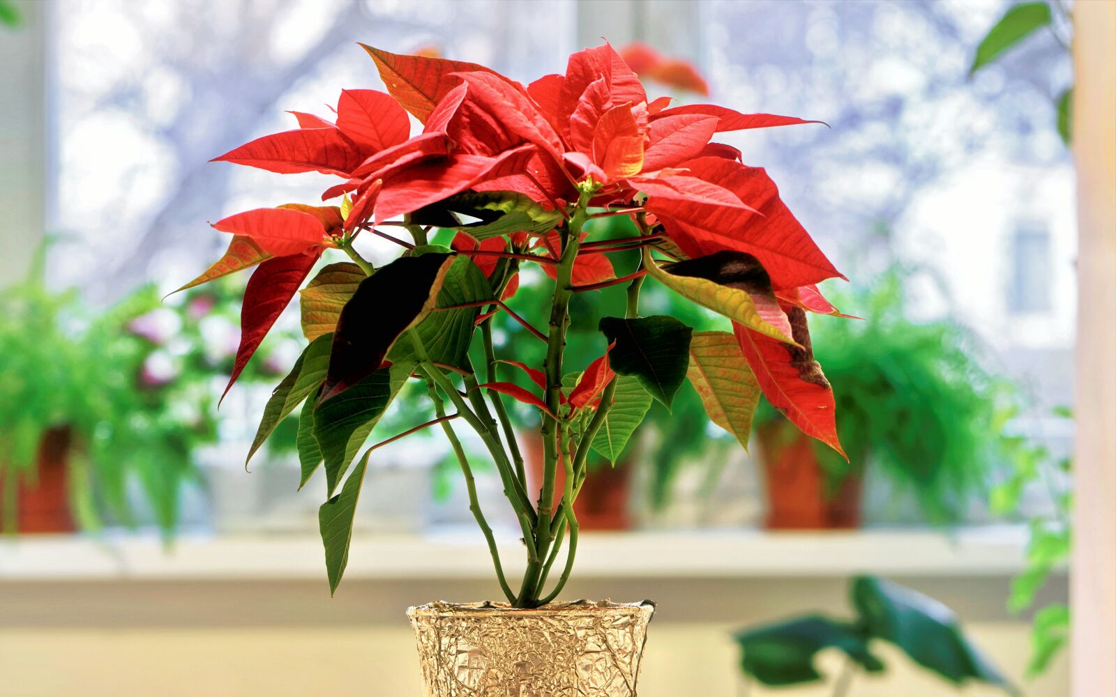 Nikon D5300 sample photo. Plant, decorative, the apartment photography