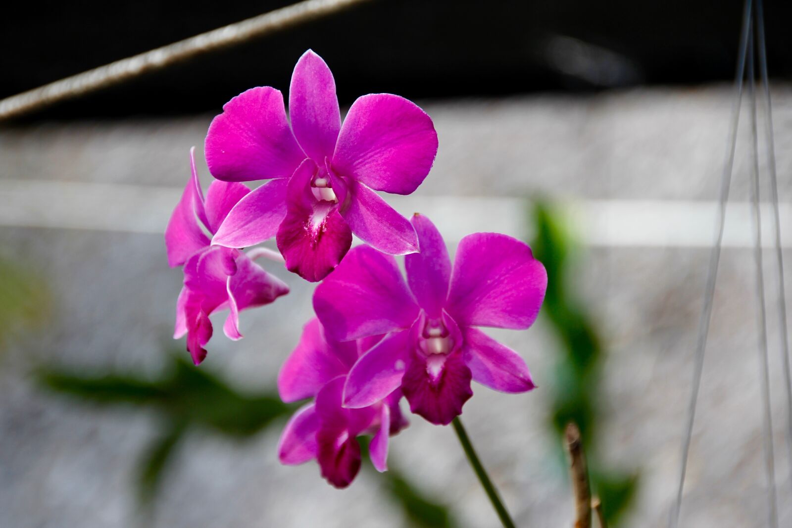 Canon EOS 60D sample photo. Orchids, blossom, bloom photography