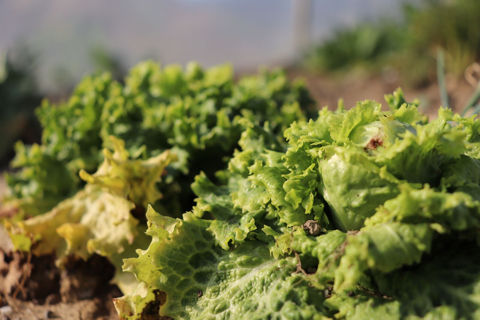 Canon EOS 800D (EOS Rebel T7i / EOS Kiss X9i) sample photo. Salad, garden, green photography