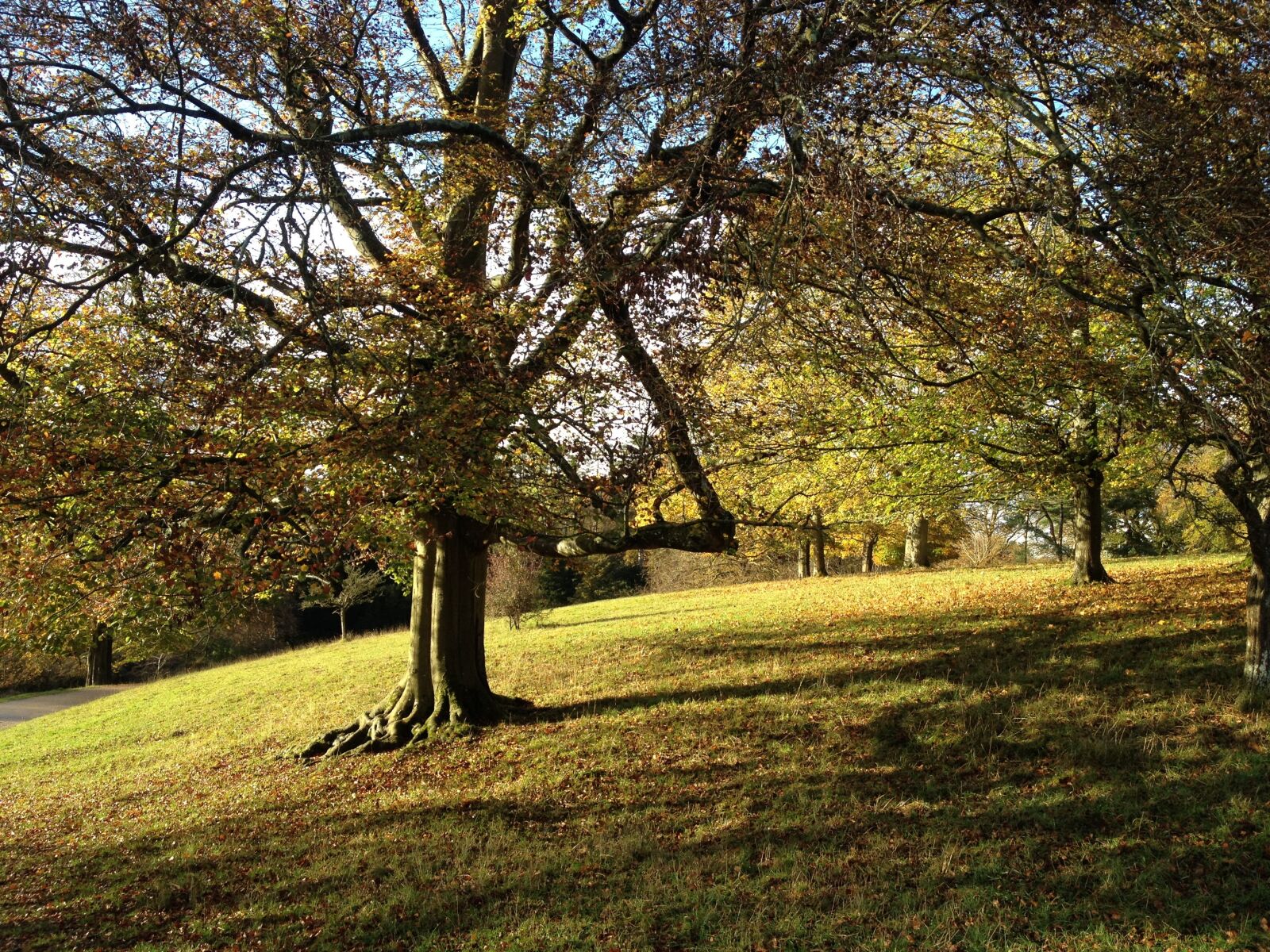 iPhone 4S back camera 4.28mm f/2.4 sample photo. Trees, grass, rural photography