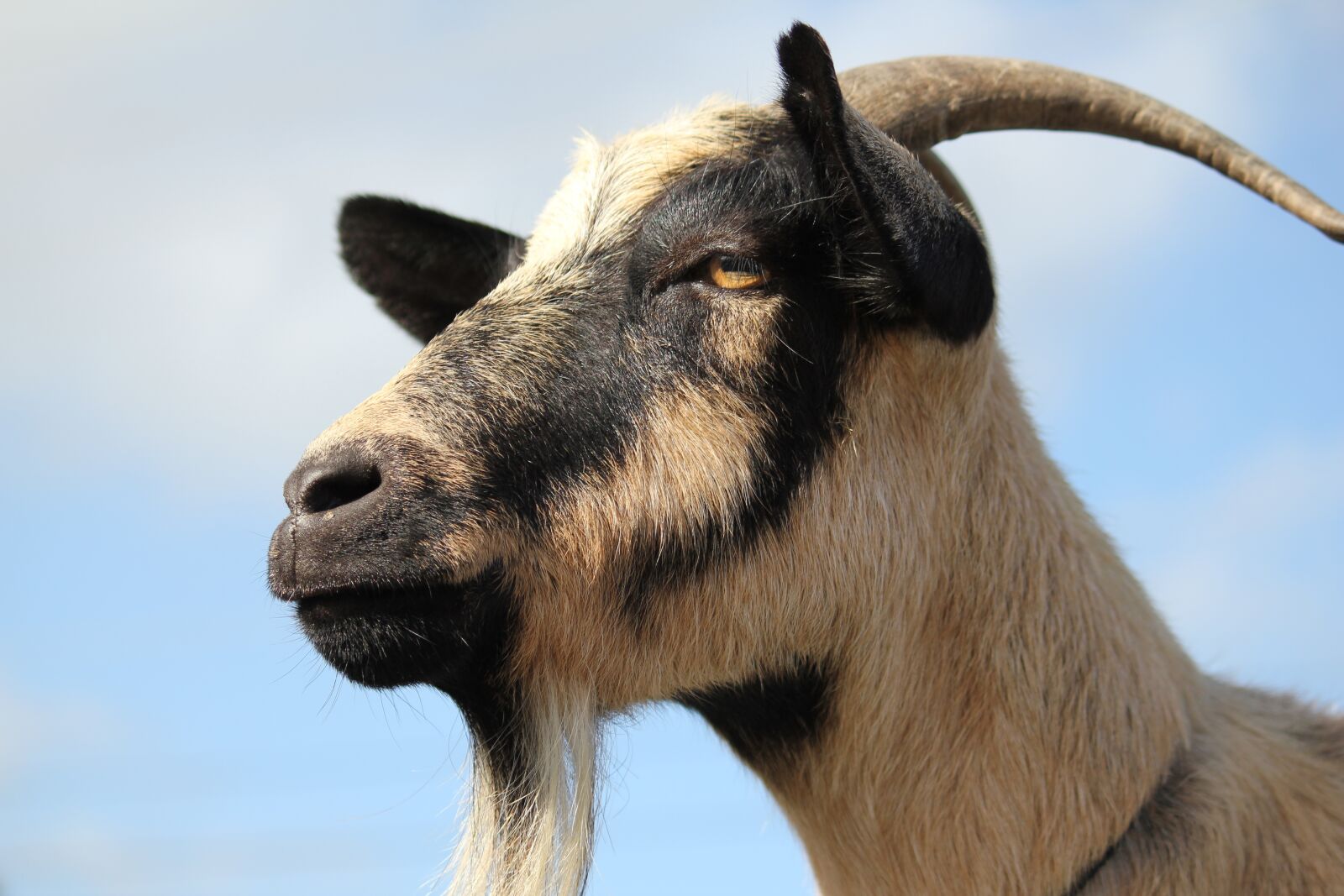 Canon EOS 550D (EOS Rebel T2i / EOS Kiss X4) sample photo. Goat, animal, livestock photography