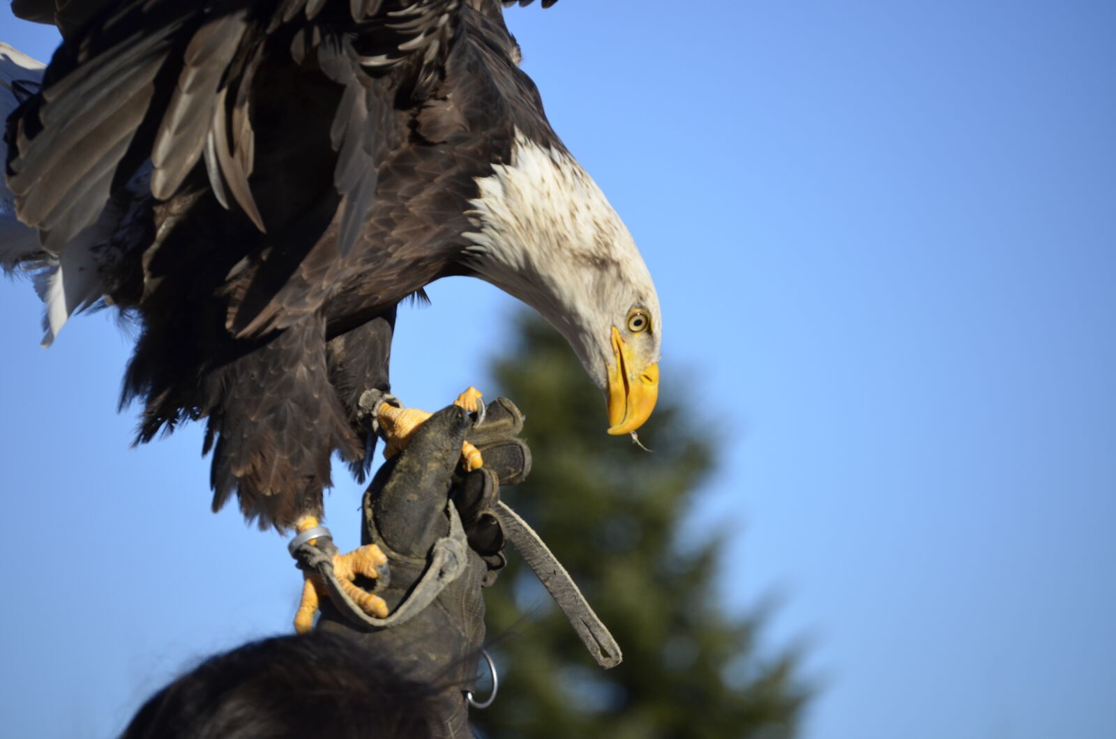 Nikon D5100 sample photo. Adler, bill, raptor photography