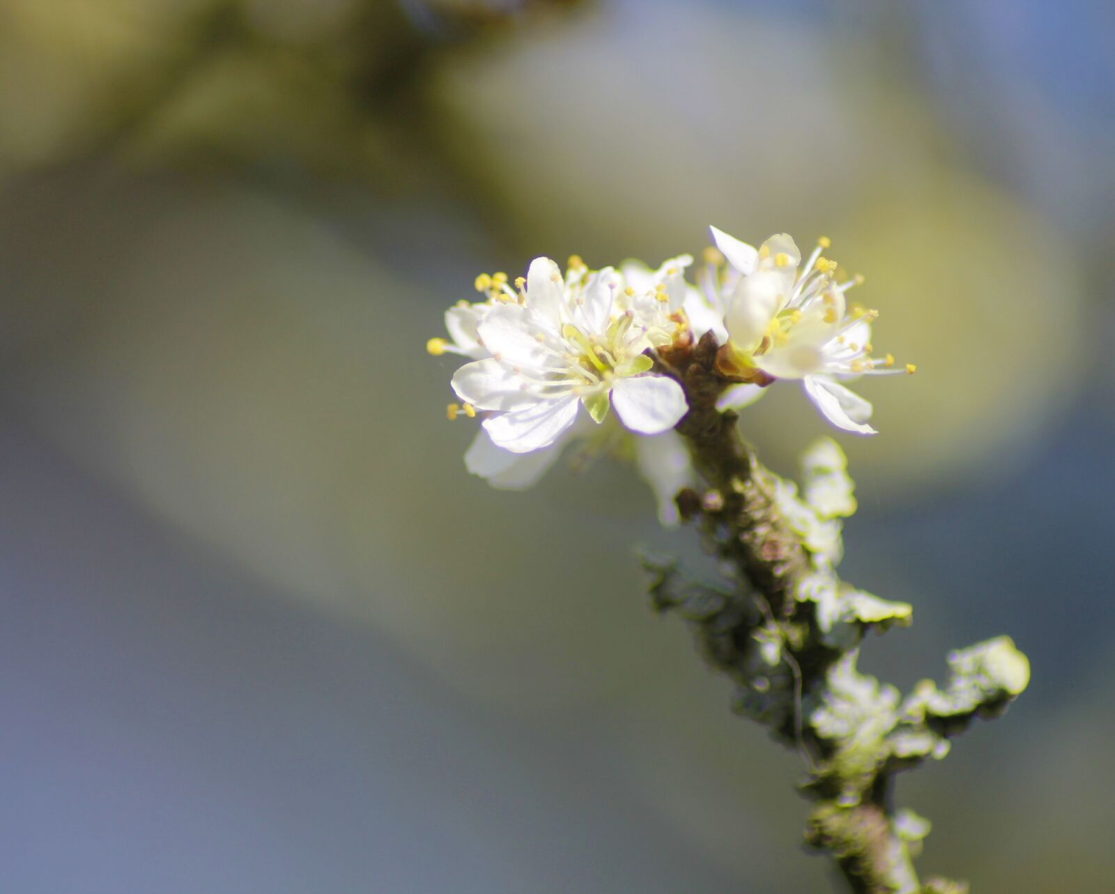 Canon EOS 1100D (EOS Rebel T3 / EOS Kiss X50) sample photo. Blossom, bloom, flower photography