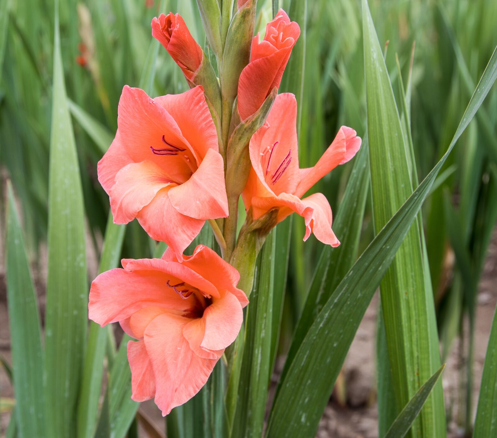 Canon EOS 80D sample photo. Gladiolus, blossom, bloom photography