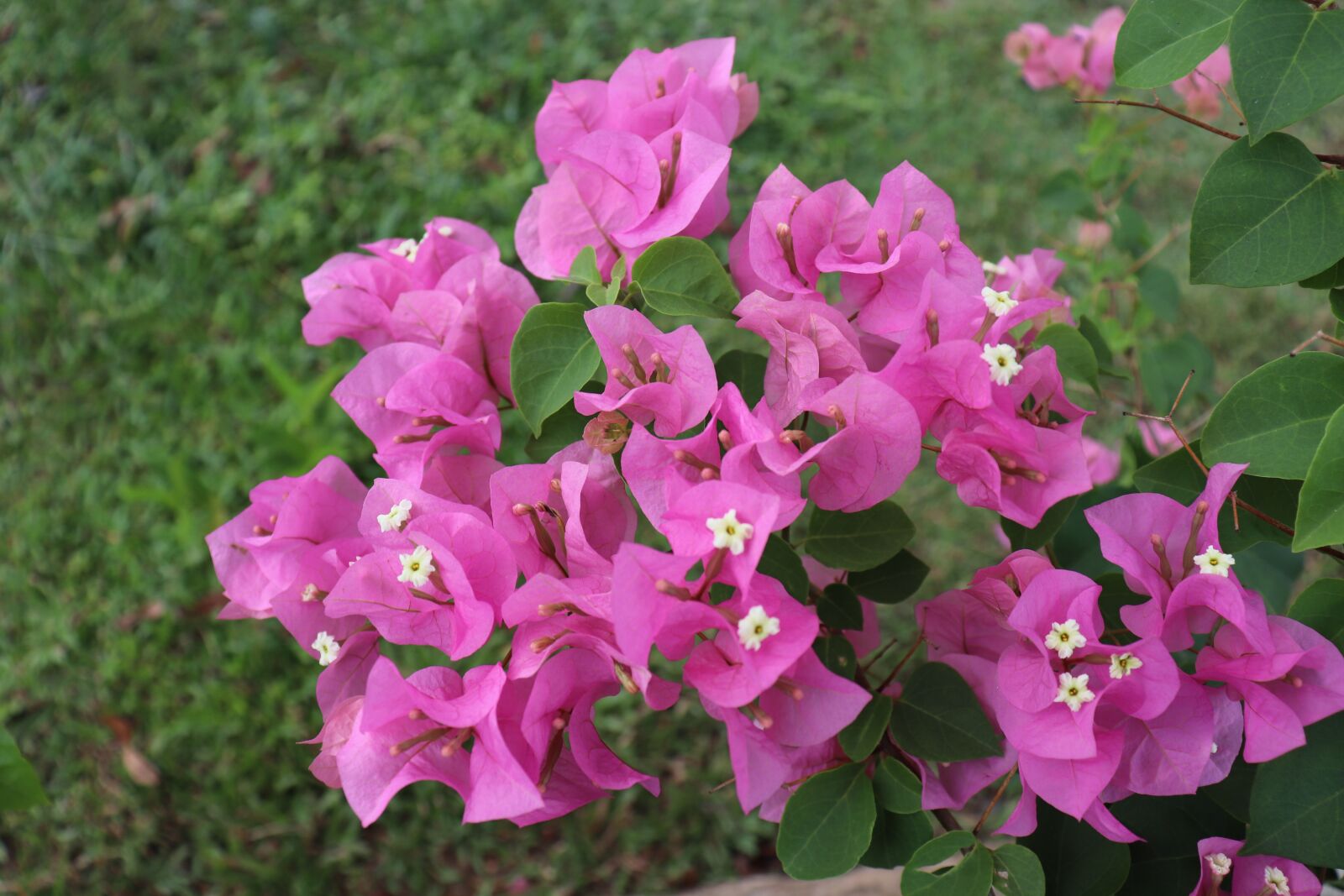 Canon EOS 800D (EOS Rebel T7i / EOS Kiss X9i) sample photo. Flowers, garden, bloom photography