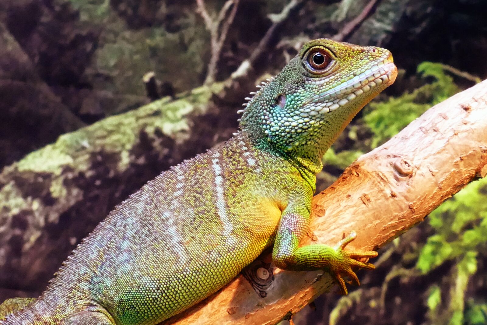Panasonic Lumix DMC-FZ1000 sample photo. Chinese, water dragon, physignathus photography