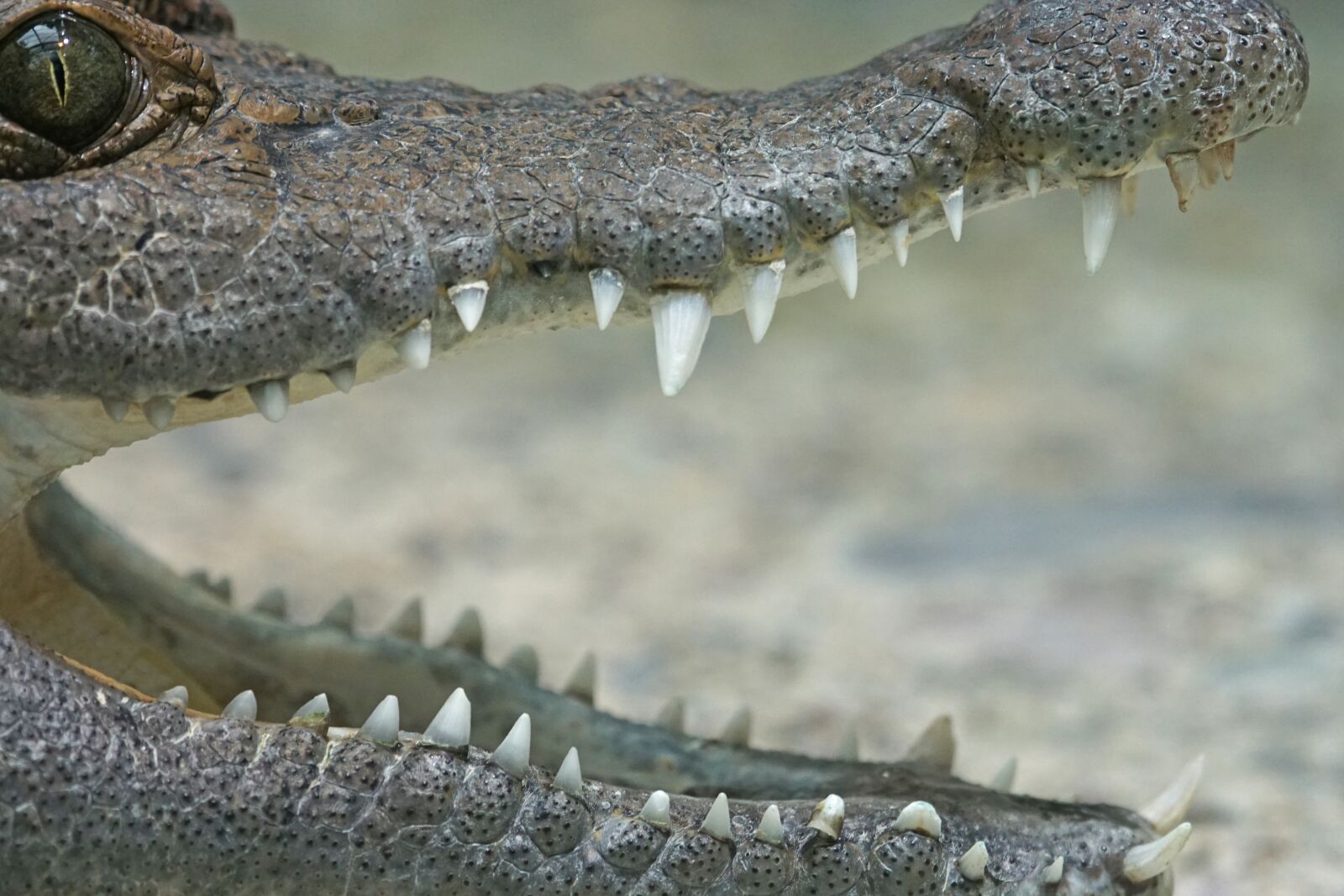 Sony 70-400mm F4-5.6 G SSM sample photo. Crocodile, philippines crocodile, river photography