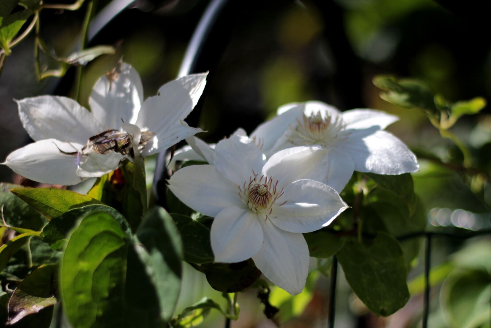Canon EOS 600D (Rebel EOS T3i / EOS Kiss X5) sample photo. Clematis ' mrs, george photography