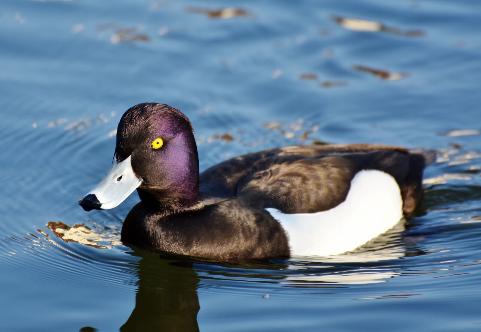 Nikon D7200 sample photo. Violet duck, small mountain photography