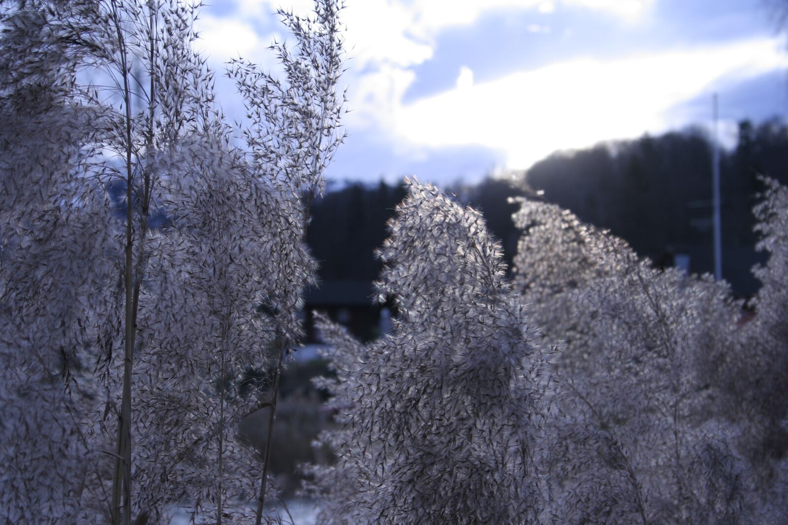Canon EOS 350D (EOS Digital Rebel XT / EOS Kiss Digital N) sample photo. Forest, flowers, sky photography