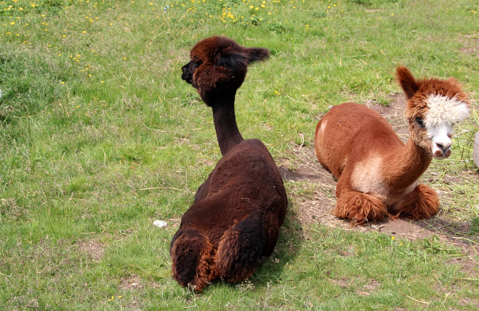 Canon EOS 600D (Rebel EOS T3i / EOS Kiss X5) sample photo. Alpaca, lama, animal photography
