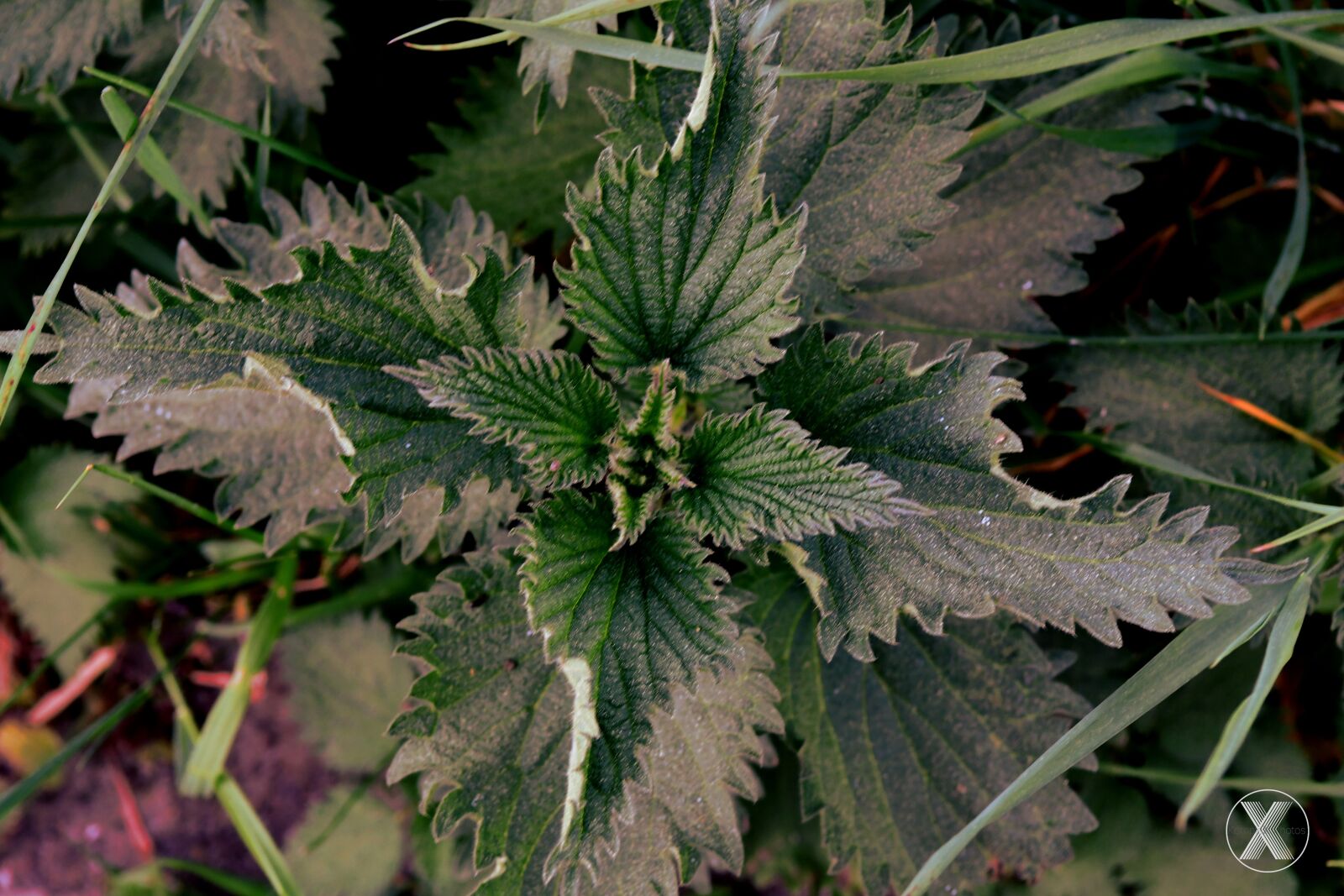 Nikon D7500 sample photo. Nettle, green, wallpaper photography