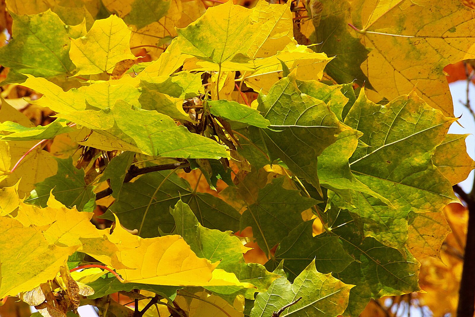 Samsung WB750 sample photo. Clone, leaf, colored photography