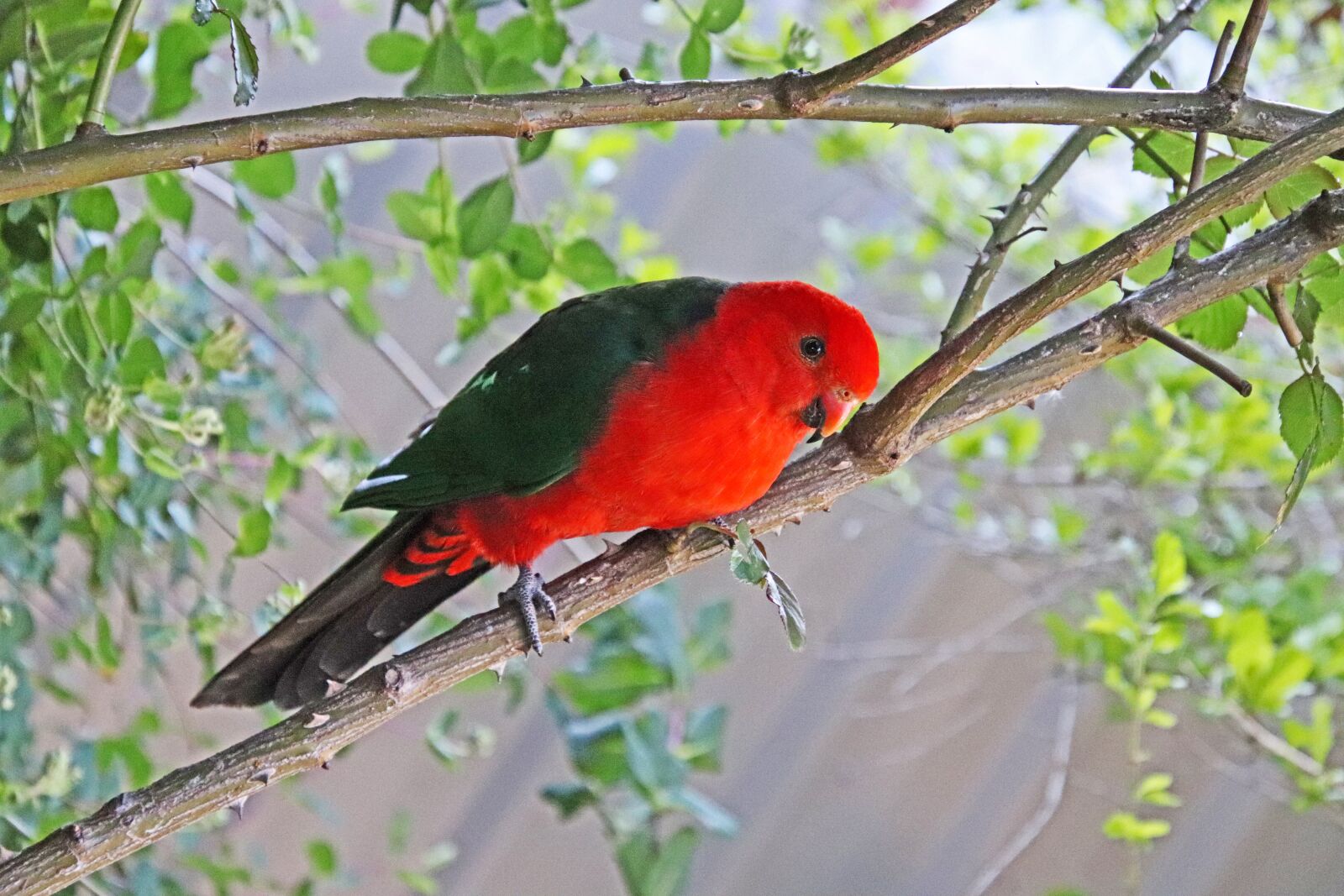Canon EOS 800D (EOS Rebel T7i / EOS Kiss X9i) sample photo. Bird, australian, native photography