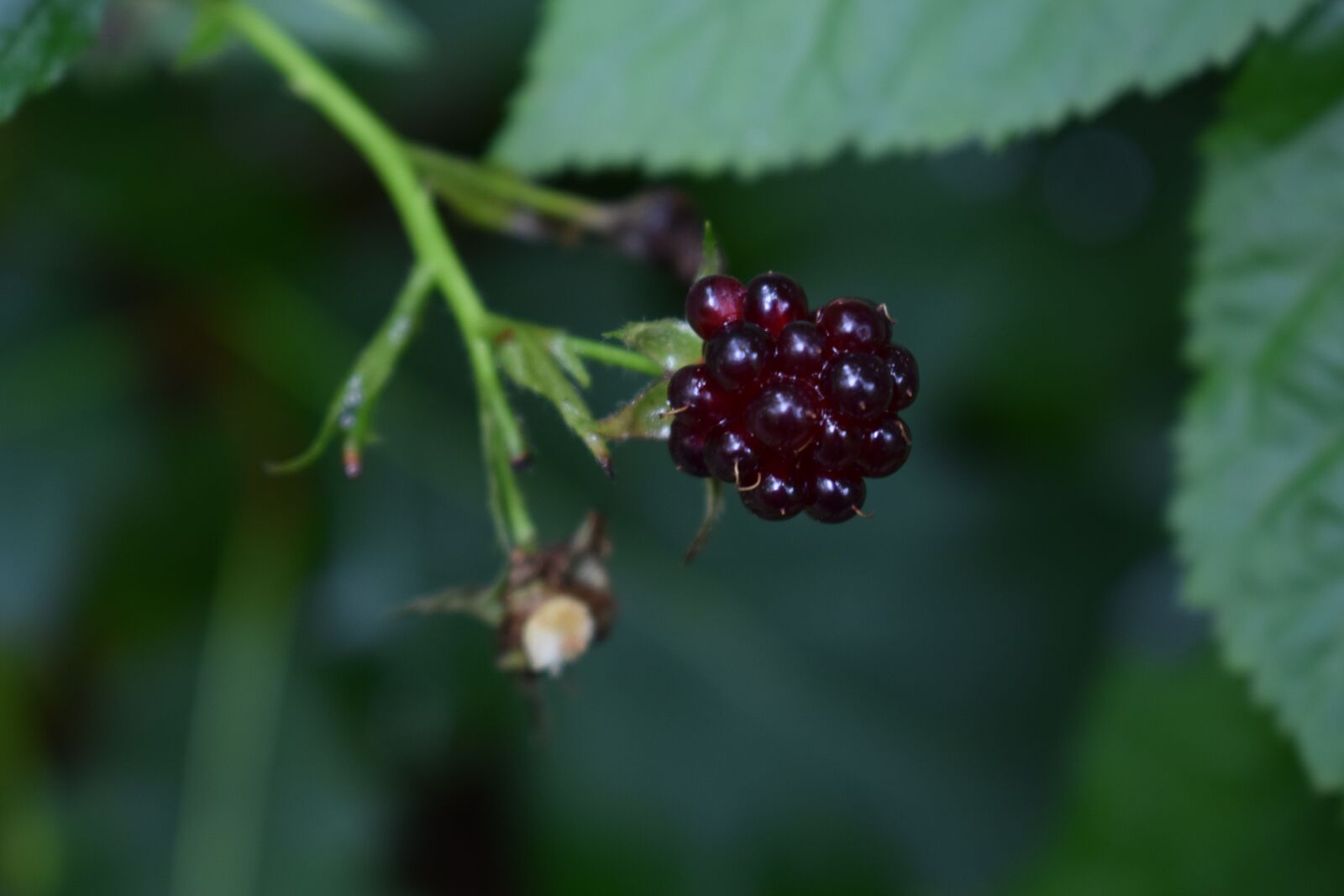 Nikon D3300 sample photo. Green, plant, nature photography