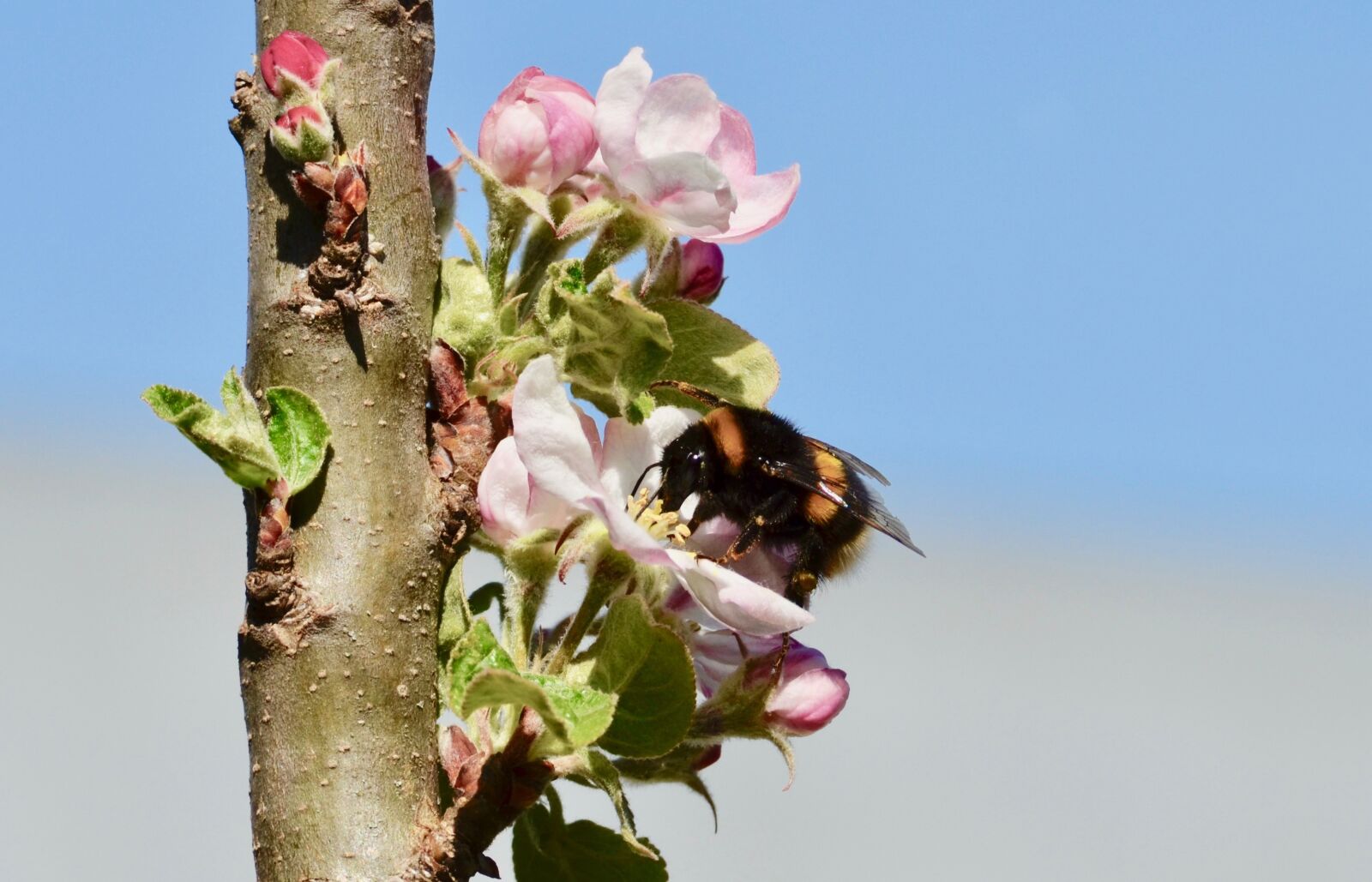 Nikon D5100 sample photo. Hummel, insect, nectar photography