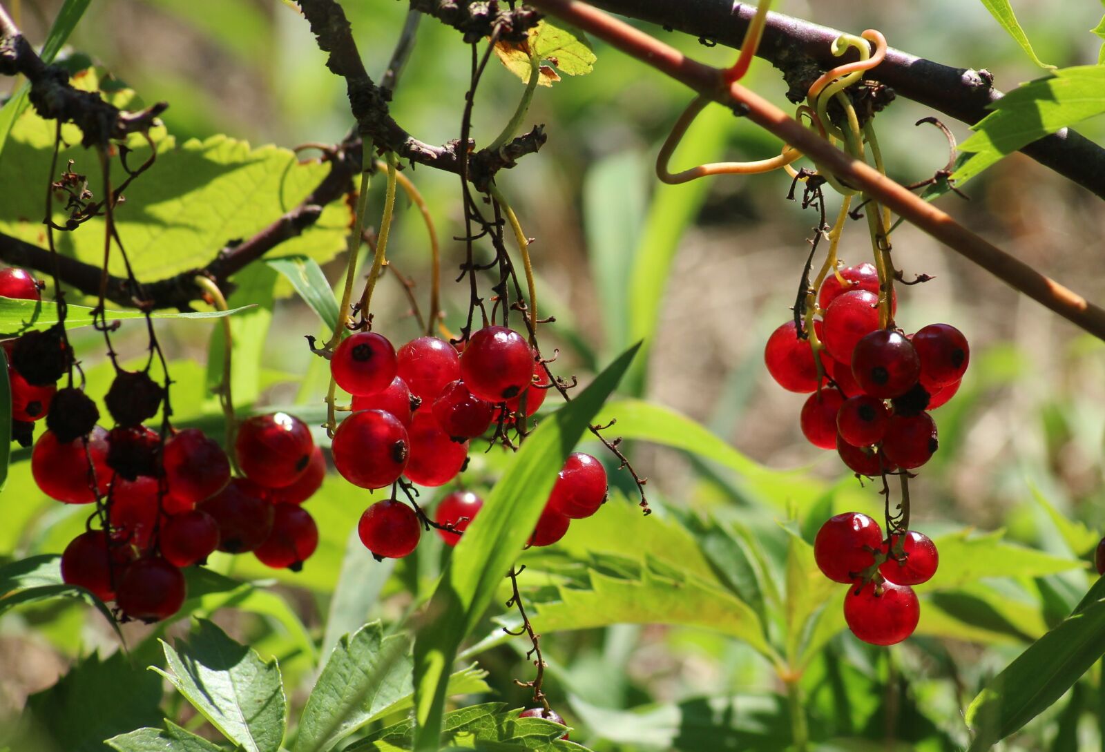 Canon EOS 1200D (EOS Rebel T5 / EOS Kiss X70 / EOS Hi) sample photo. Currant, mature, fruit photography