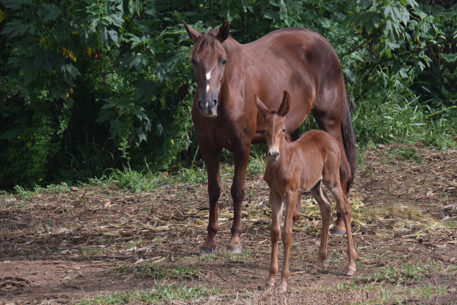 Nikon D5300 sample photo. Horse, animal, equine photography