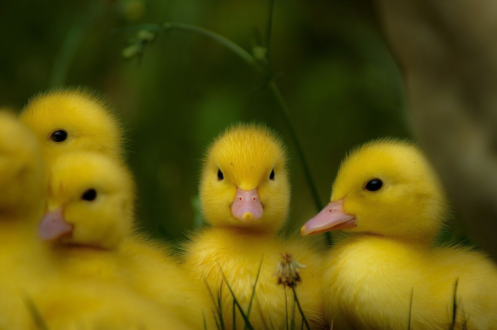 KONICA MINOLTA DYNAX 5D sample photo. Duck, small, ducky photography