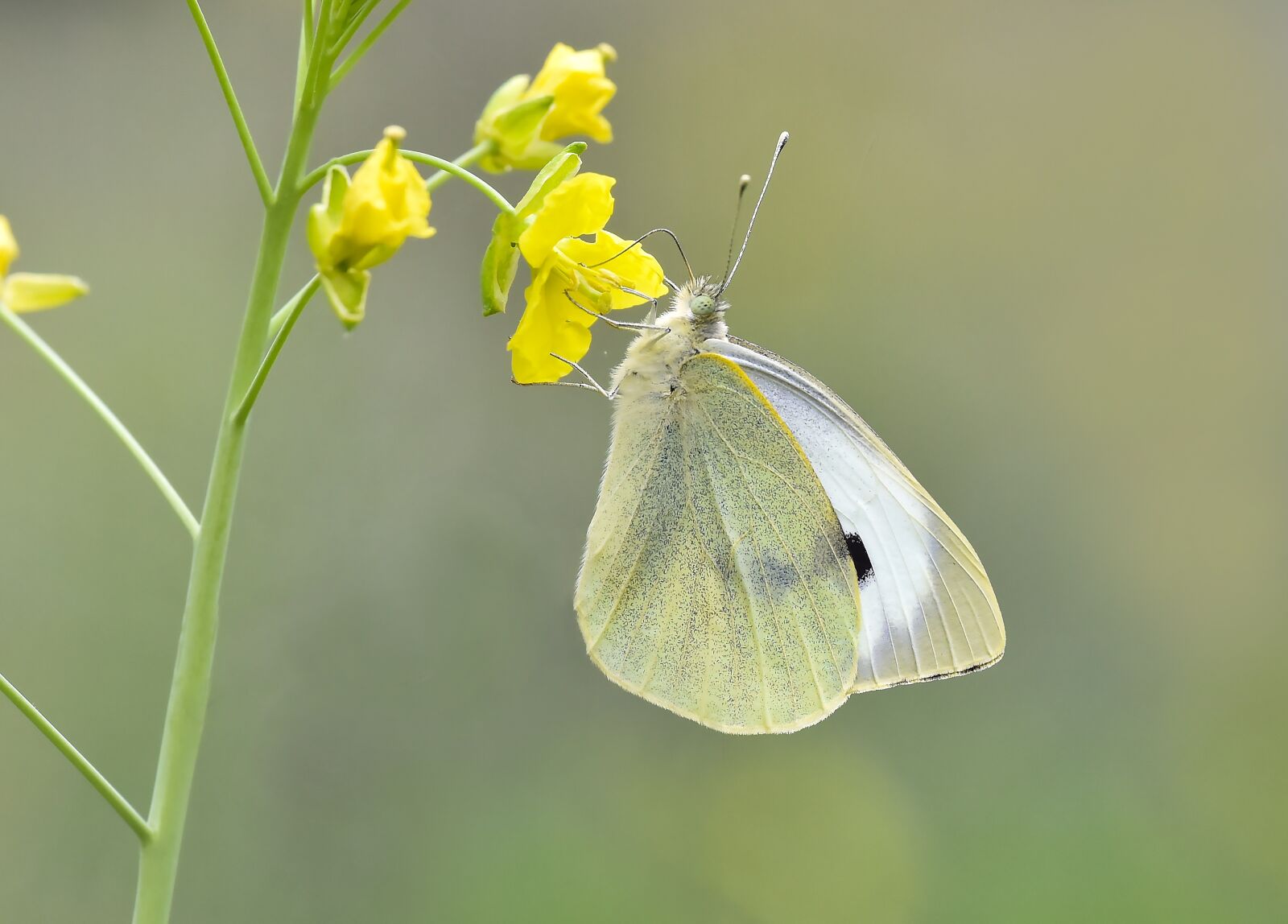Nikon D810 sample photo. Macro, butterfly, kelebek photography