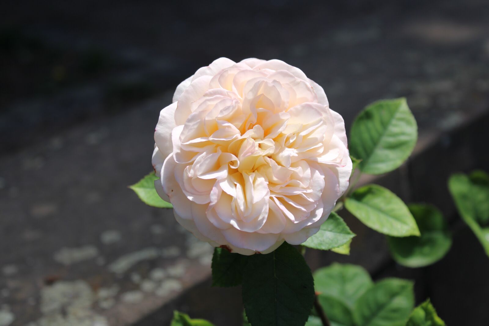 Canon EOS 2000D (EOS Rebel T7 / EOS Kiss X90 / EOS 1500D) sample photo. Rose, white, green photography