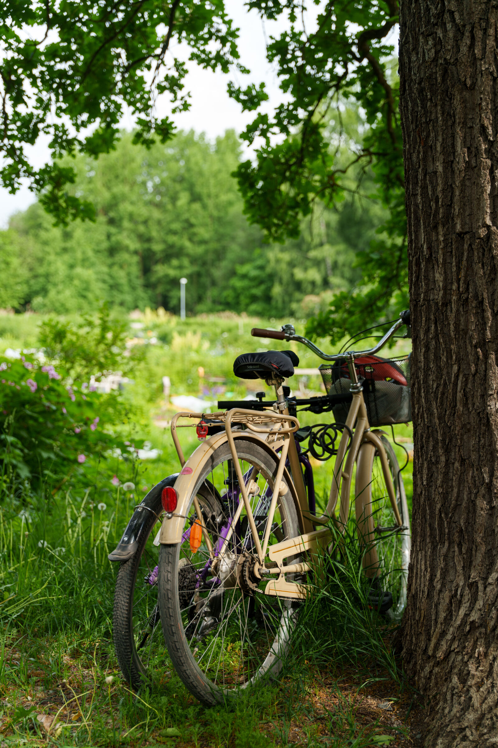 Sony a7R V sample photo. Bicycle parking by the photography