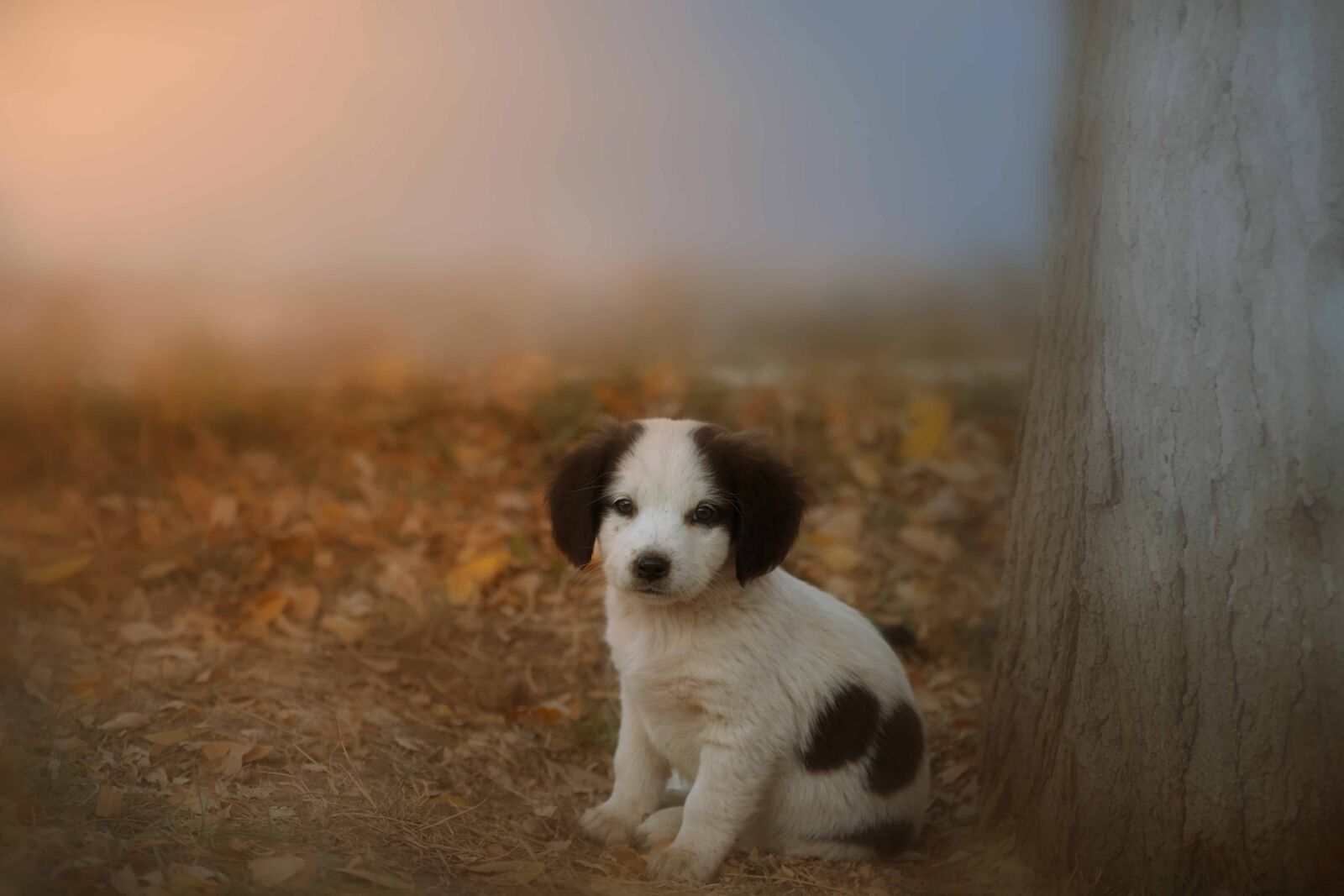 Nikon D7200 sample photo. Dog, autumn, tree photography