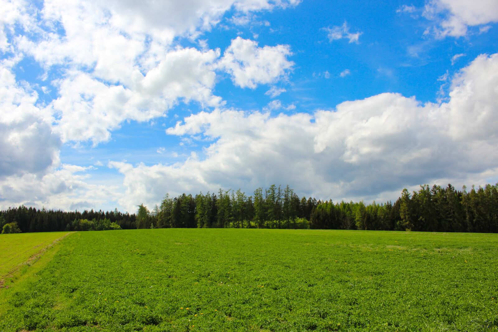 Canon EOS 600D (Rebel EOS T3i / EOS Kiss X5) sample photo. Field, forest, sky photography