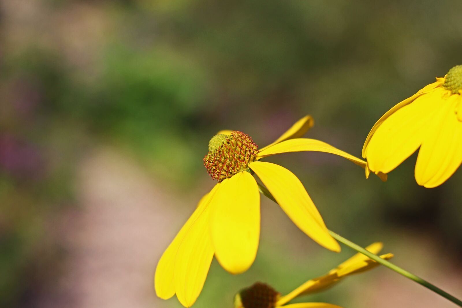 Canon EOS 700D (EOS Rebel T5i / EOS Kiss X7i) sample photo. Coneflower, shrub summer, yellow photography