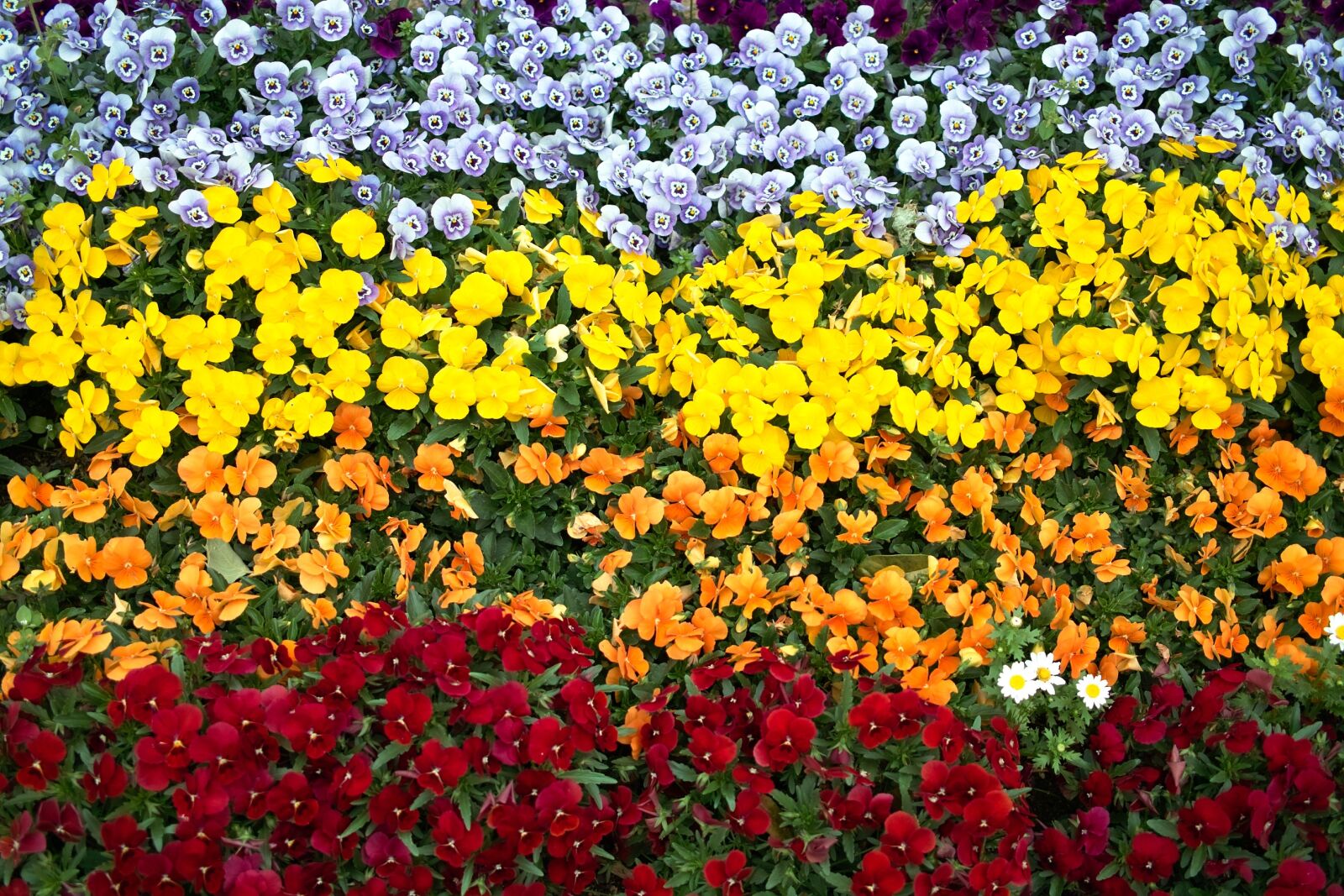 Sigma DP2 sample photo. Flowers, color, pansy photography