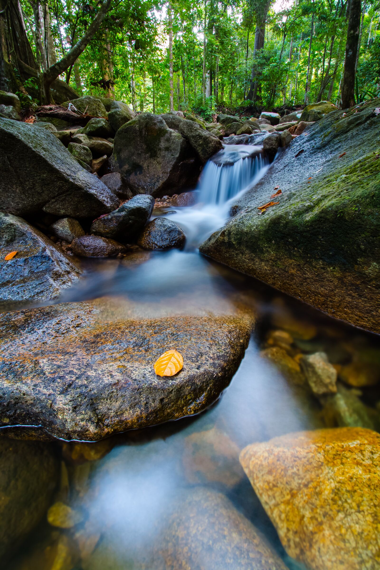 Canon EOS 70D sample photo. Nature, water, wood photography