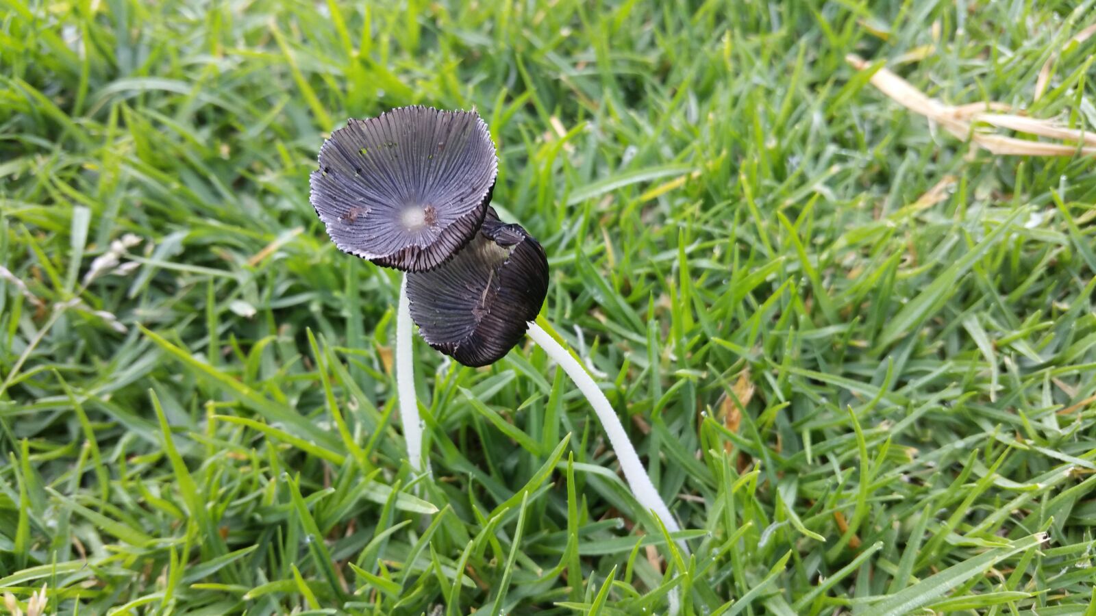 Samsung Galaxy S5 LTE-A sample photo. Nature, mushroom, green photography