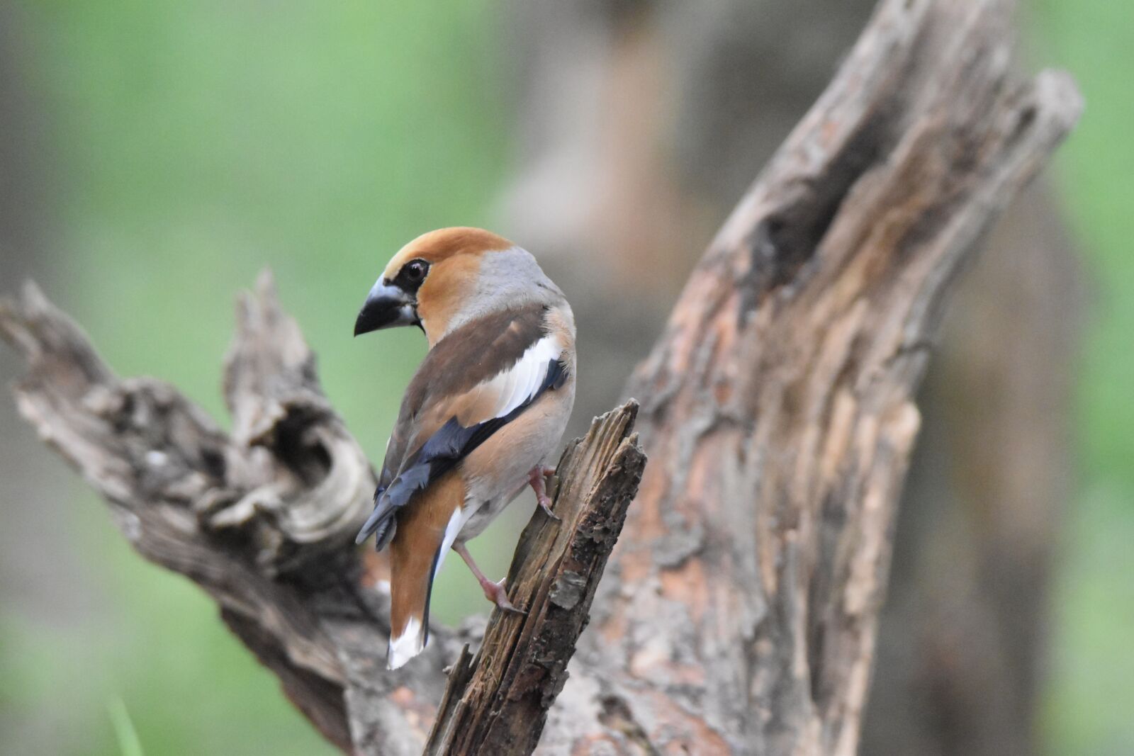 Nikon D5600 sample photo. Bird, core breaker grosbec photography