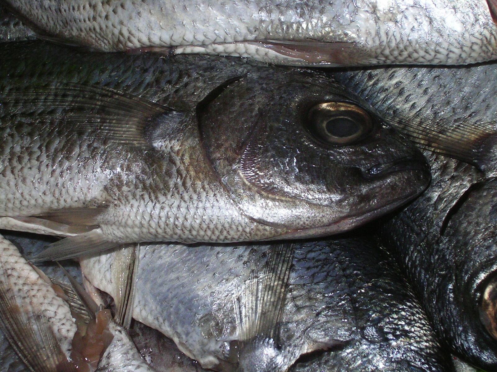 KONICA MINOLTA DiMAGE E323 sample photo. Fish, trout, catch photography