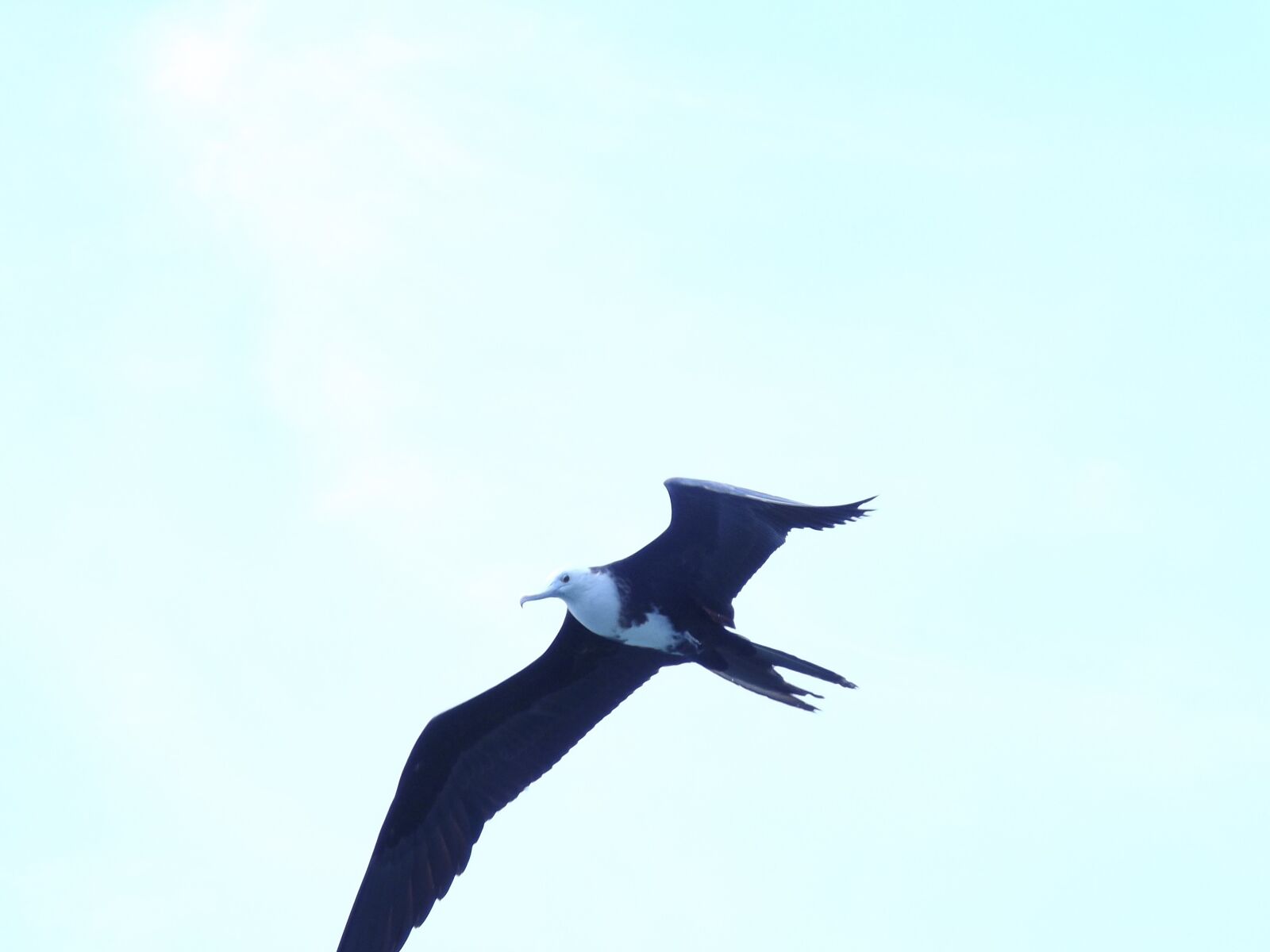 Fujifilm FinePix S4200 sample photo. Seagull, flying, sky photography