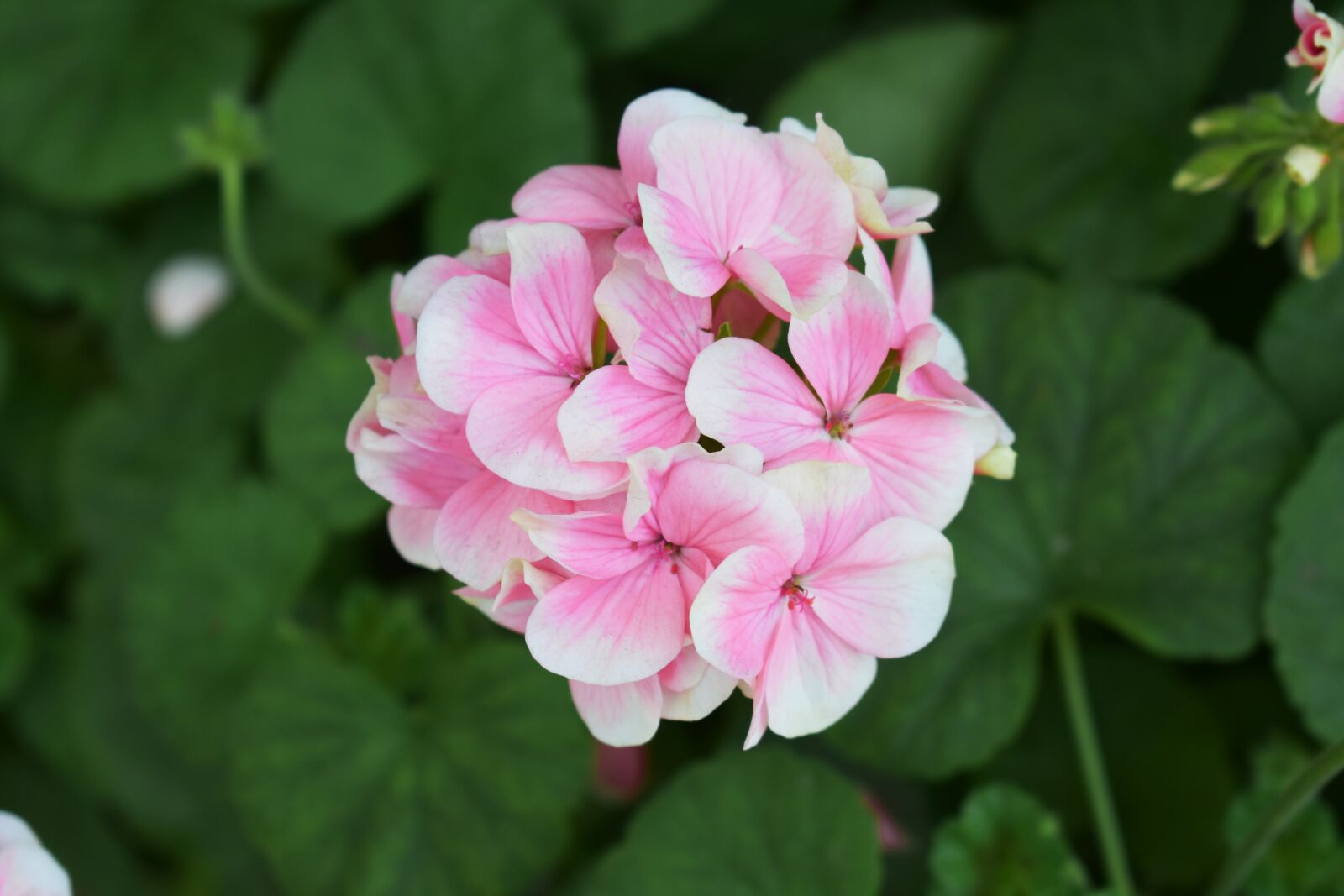 Nikon D3400 sample photo. Flowers, pink, spring photography