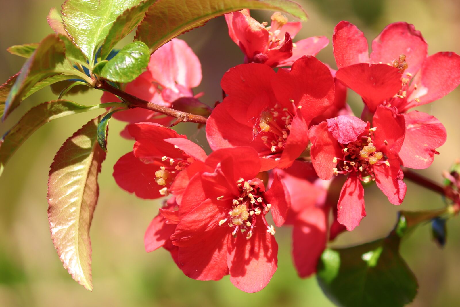 Canon EOS 200D (EOS Rebel SL2 / EOS Kiss X9) sample photo. Ornamental quince, flowers, bush photography