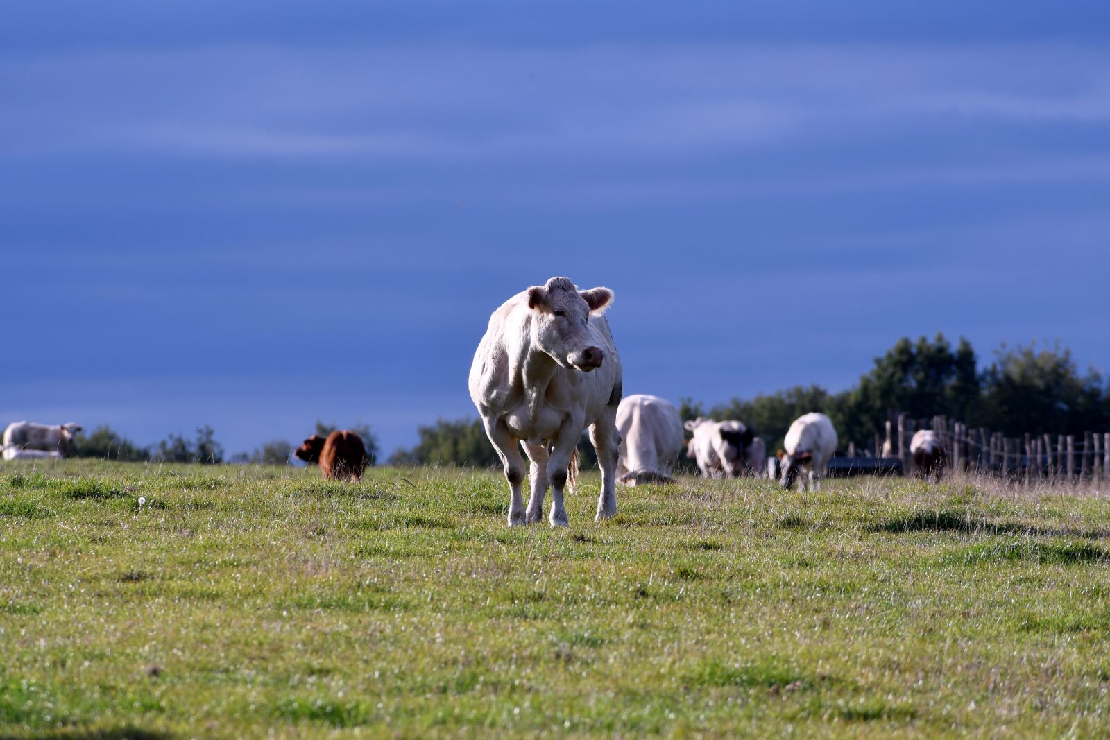 Nikon D500 sample photo. Cows, mammal, herkauwer photography