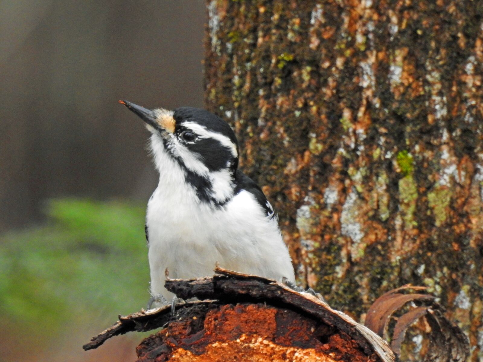 Nikon Coolpix P900 sample photo. Hairy woodpecker, woodpecker, pic photography
